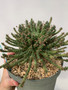 Euphorbia medusoid 8" Pot - Cool hybrid with thick trunk!