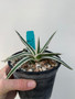 Agave victoria-reginae 'White Rhino' 5" Pot - Cool asymmetrical variegation! 