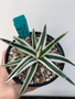 Agave victoria-reginae 'White Rhino' 5" Pot - Cool asymmetrical variegation! 