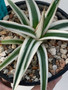 Agave victoria-reginae 'White Rhino' 5" Pot - Cool asymmetrical variegation! 