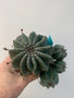 Euphorbia horrida x meloformis 3.5" Pot B - Overgrown seed-grown specimen with multiple pups!
