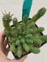 Euphorbia medusoid hybrid A 5" Pot 