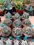 Euphorbia horrida 6" pot