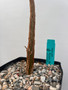 Delonix pumila 6" Pot E-  Pachycaul Tree from Madagascar! Forms thick trunk!