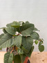 Ficus brandeegei 8" Pot A - Beautiful Mexican Rock Fig
