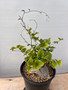 Dioscorea elephantipes 1 gal pot 