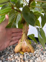 Ficus brandeegei -3 gallon pot A