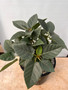 Ficus brandeegei - 3 gallon pot B