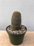 Mammillaria matudae 'Thumb Cactus' 5" Pot