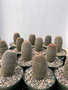 Mammillaria matudae 'Thumb Cactus' 5" Pot