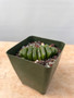 Haworthia truncata 'Lime Green' 4" pot