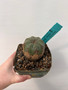 Euphorbia obesa 4" Pot A