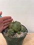 Euphorbia meloformis hybrid 6" Pot