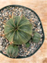 Euphorbia meloformis hybrid 6" Pot