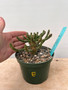 Euphorbia gamkaensis 5" pot E