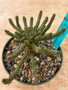 Euphorbia gamkaensis 5" pot E