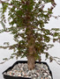 Operculicarya decaryi 6" Pot B - 10+ years old Specimen!