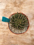 Euphorbia "Medusoid Hybrid" 6" Pot A-3