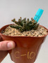 Euphorbia "Medusoid Hybrid" 6" Pot C-10
