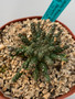 Euphorbia "Medusoid Hybrid" 6" Pot C-10