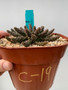 Euphorbia "Medusoid Hybrid" 6" Pot C-19