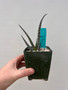Aloe pseudorubroviolacea 3.5" Pot 