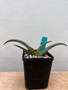 Aloe pseudorubroviolacea 5" Pot 