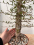 Operculicarya decaryi 8" pot - Female seed producing plant!