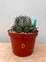 Euphorbia horrida var. major 'Blue Form' 8" Pot D