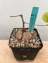 Dioscorea elephantipes 5" pot H