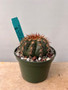 Melocactus conoideus 5" Pot