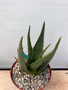 Aloe tomentosa 8" Pot B