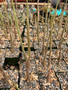 Adenia venenata 3.5" Pots - 6-12"+Above the soil. Beautiful seedlings!