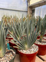Aloe plicatilis 8" pots - fan aloe