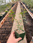 Bursera fagaroides 3.5" Pots - Seedgrown!