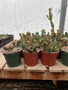 Euphorbia caudex sp./hybrids - growenwaldii, clavigera, persistens, etc. 6" Pots *Seller's choice