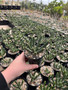 Euphorbia inermis 3" Pots - Seed-grown medusa's! Compact seedlings!