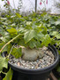 Gerrardanthus macrohizus 3 Gal Pots - Fat plants! Ivy-like leaves! *Vine will be trimmed