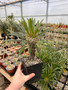 Pachypodium lamerei 5" Pots - "Madagscar Palm" seedlings 6" tall!