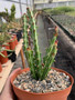 Euphorbia knuthii 6" Pots - Beautifully patterned caudex Euphorbia!