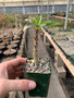Fouquieria macdougalii 2" Pots - Well started seedlings!