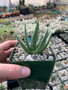 Aloe dichotoma 3.5" Pots - AKA Aloidendron - Classic branching Tree Aloe Seedling!