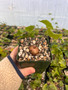 Dioscorea elephantipes 3.5" Pots - Well started plants! May or may not be in vine.  .5"-1" Caudex