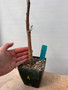 Adenia olabohensis 4" Pot A