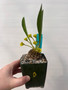 Euphorbia bupleurifolia 3.5" Pot B