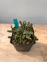 Euphorbia stellata 6" Pot C