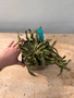 Euphorbia stellata 6" Pot E