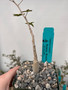 Commiphora humbertii 3.5" Pots