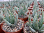 Aloe peglerea 6" Pots