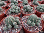 Euphorbia obesa hybrid 6" Pot - clumping 